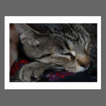 Napping Tabby Postcard postcards
