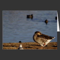 Napping Wood Duck Greeting Card cards