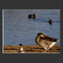 Napping Wood Duck Post Card postcards