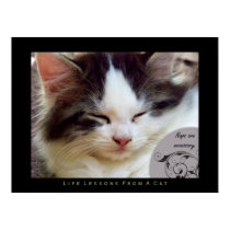 Naps Life Lessons From a Cat Fine Art Print