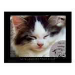 Naps Life Lessons From a Cat Postcard