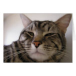 Napster cards