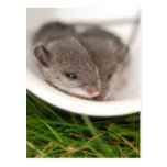 Naptime Baby Mice Post Cards