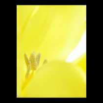 Narciso/narciso posters