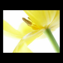 Narciso/narciso posters