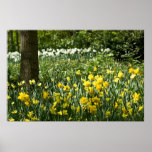 Narcisos DSC0803 Poster