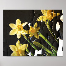 Narcissi Posters & Prints.