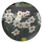 Narcissus and Wooden Fence Dinner Plates