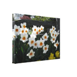 Narcissus and Wooden Fence Stretched Canvas Prints