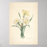Narcissus Canvas Print