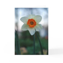 Narcissus cards
