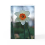 narcissus geranium, narcissus, archie patenaude,