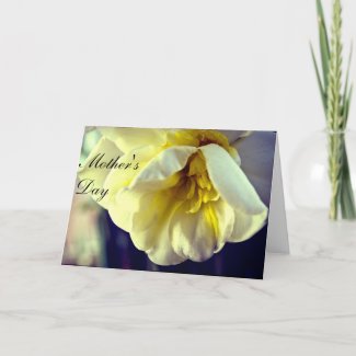 Narcissus Daffodil zazzle_card