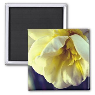Narcissus Daffodil zazzle_magnet