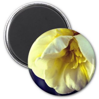 Narcissus Daffodil zazzle_magnet