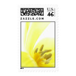 Narcissus / Daffodil stamp