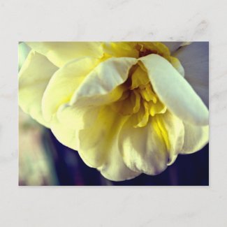 Narcissus Daffodil zazzle_postcard