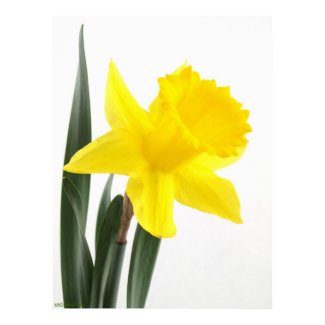 Narcissus Daffodil print