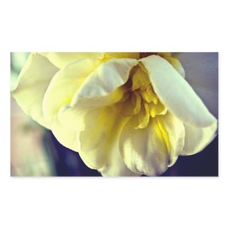 Narcissus Daffodil zazzle_sticker