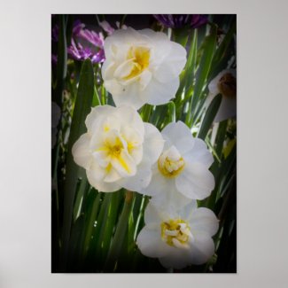 Narcissus Daffodils zazzle_print