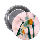 Narcissus Flowers - gentle white and yellow photog Pinback Buttons