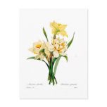 narcissus, gouani, daffodil, botanical, print,