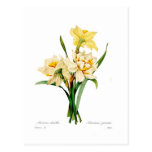 Narcissus gouani postcards