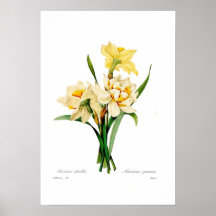 Narcissus gouani print