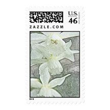 Narcissus postage stamp