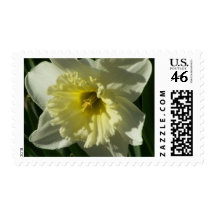 Narcissus Postage Stamps