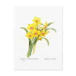 narcissus, tazetta, daffodil, botanical, print,