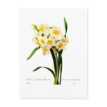 narcissus, tazetta, daffodil, botanical, print,