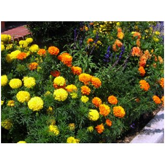 Marigold Garden Post card postcard
