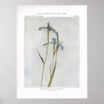 Narrow Blue Flag; Poison Flagroot Print