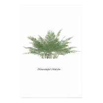 NarrowLeaf Male fern posters by ricash NarrowLeaf Male fern posters
