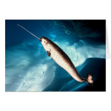 Narwhal Card