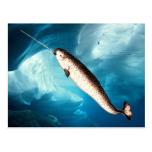 Narwhal Postcards