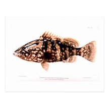 Nassau Grouper Postcards