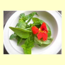 Nasturtium and Basil Salad posters