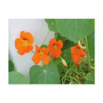 Nasturtium Blooms postcards