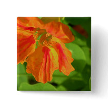 Nasturtium buttons