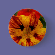 Nasturtium buttons