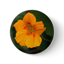 Nasturtium buttons