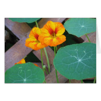 Nasturtium cards