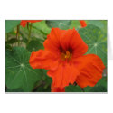 Nasturtium cards by litabug Nasturtium cards