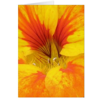 Nasturtium Greeting Card by ggbythebay
