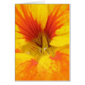 Nasturtium cards