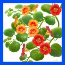 Nasturtium Flower Vines Poster