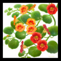 Nasturtium Flower Vines Poster posters