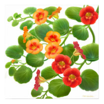 Nasturtium Flower Vines Poster posters